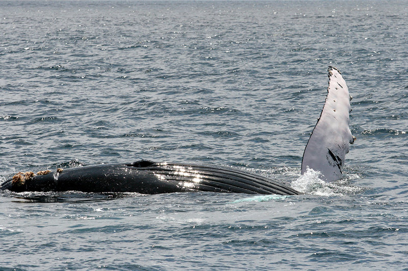 Avistamiento de ballenas photo